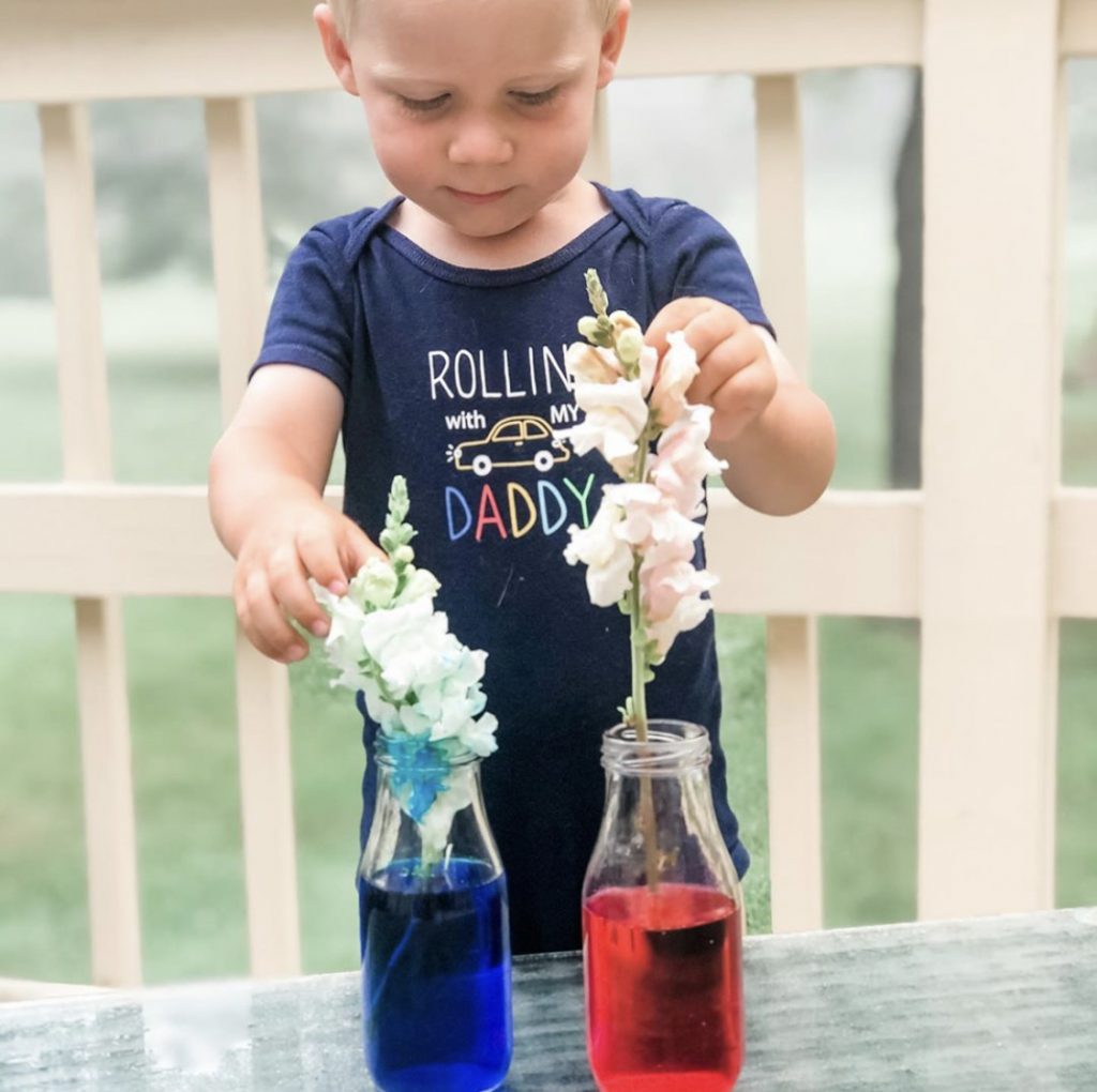 STEM Activity: Color Changing Flowers - Housebound with Kids